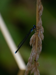 Cyanallagma interruptum