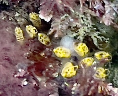 Pycnoclavella