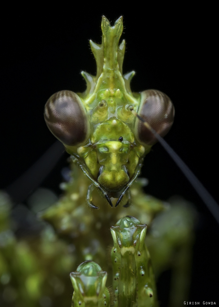 Moss Mantis