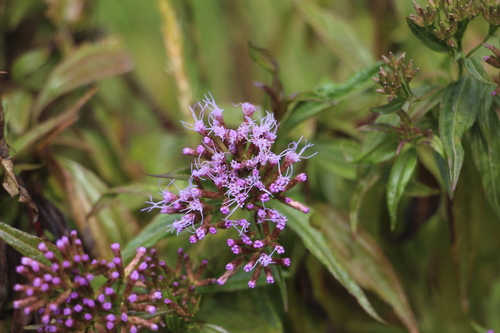 Chromolaena perglabra (Chromolaena perglabra)