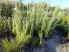 Thamnochortus glaber