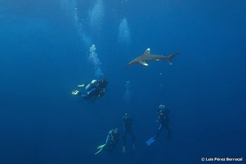 Oceanic whitetip shark