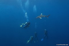 Oceanic whitetip shark