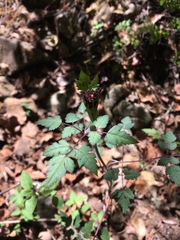 Arracacia bracteata
