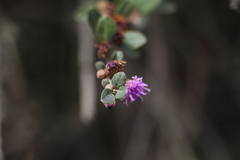 Lepidaploa karstenii