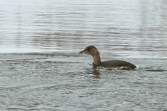 Tachybaptus ruficollis