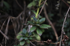 Echeveria bicolor