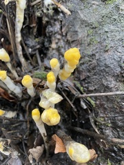 Fusicolla merismoides