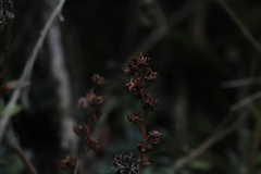 Echeveria bicolor