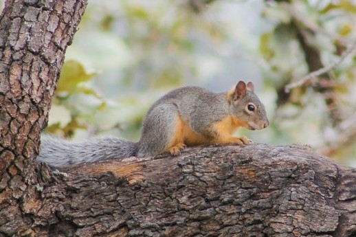 Peters's Squirrel