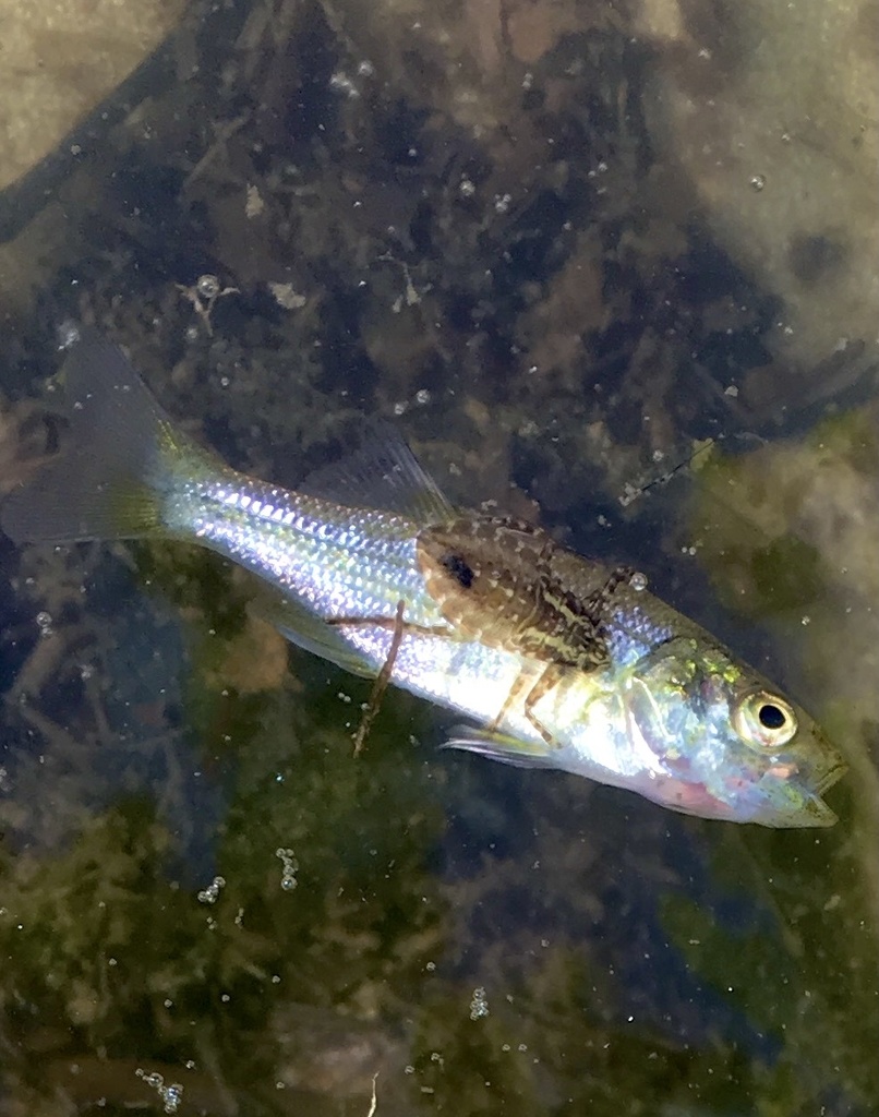 White perch (Morone americana) — Moronidae