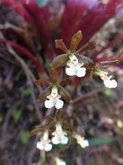 Prosthechea varicosa