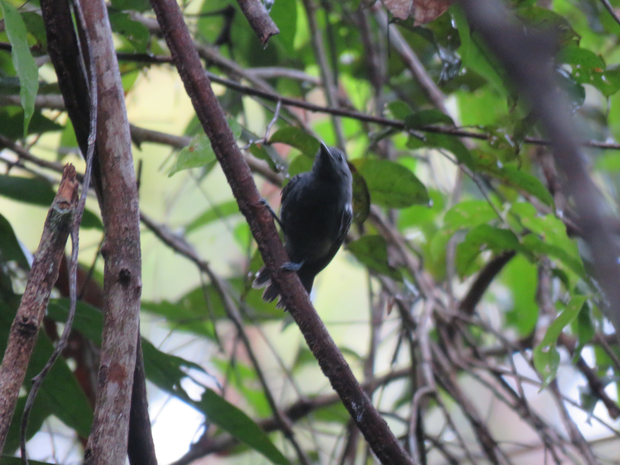 Grey Antwren (Myrmotherula menetriesii), photo 10