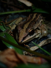 Leptodactylus fuscus