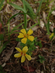 Oxalis macrantha
