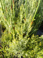 Thamnochortus glaber