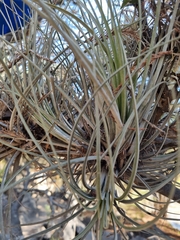 Tillandsia juncea