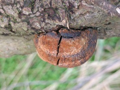 Fomitiporia hippophaeicola