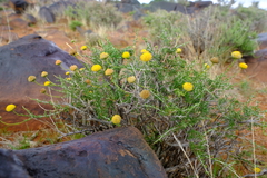 Pentzia sphaerocephala