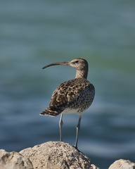 Numenius phaeopus