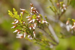 Erica lutea