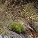 Ursinia nudicaulis - Photo (c) Tony Rebelo,  זכויות יוצרים חלקיות (CC BY-SA), הועלה על ידי Tony Rebelo