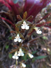 Prosthechea varicosa