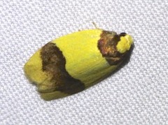Heterallactis euchrysa