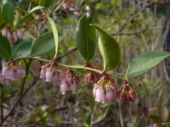 Lyonia lucida