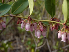 Lyonia lucida