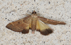 Persicoptera aglaopa