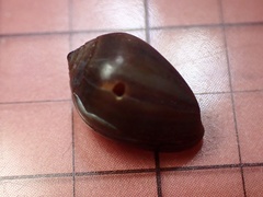 Melampus castaneus