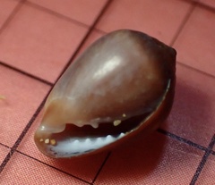 Melampus castaneus