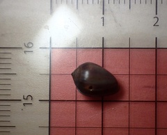Melampus castaneus