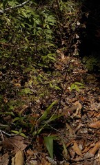 Prosthechea varicosa