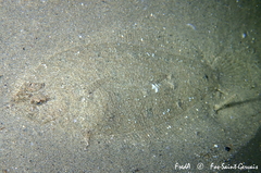 Arnoglossus laterna