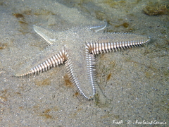 Astropecten platyacanthus