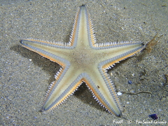 Astropecten jonstoni