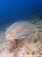 Pachycerianthus solitarius