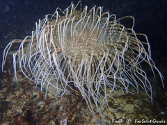 Pachycerianthus solitarius