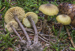 Entoloma pleopodium