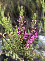 Erica tenella