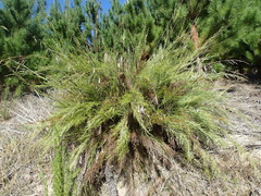 Thamnochortus glaber