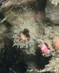 Microcosmus squamiger