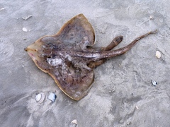 Rostroraja eglanteria