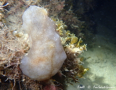 Phallusia mammillata