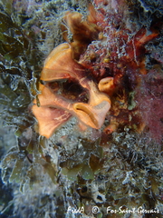 Schizoporella errata