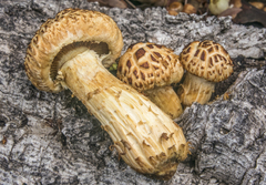 Gymnopilus suberis