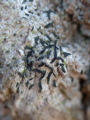 Alyxoria culmigena