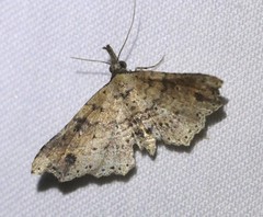 Philogethes metableta